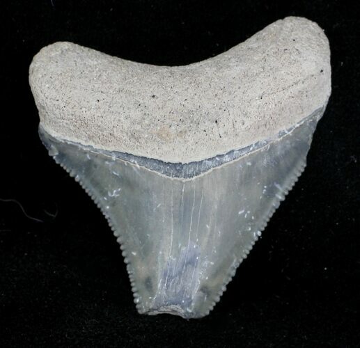 Bargain, Serrated Bone Valley Megalodon Tooth #21580